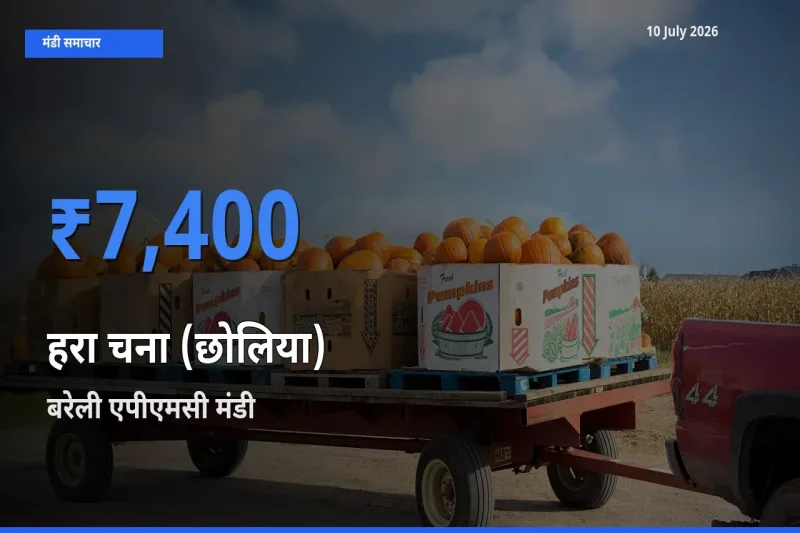 आज का मंडी भाव: हरा चना (छोलिया) के सबसे ज़्यादा दाम बरेली एपीएमसी में