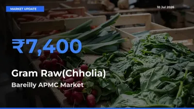 Top Performer! Bareilly APMC Offers Best Gram Raw(Chholia) Price Today