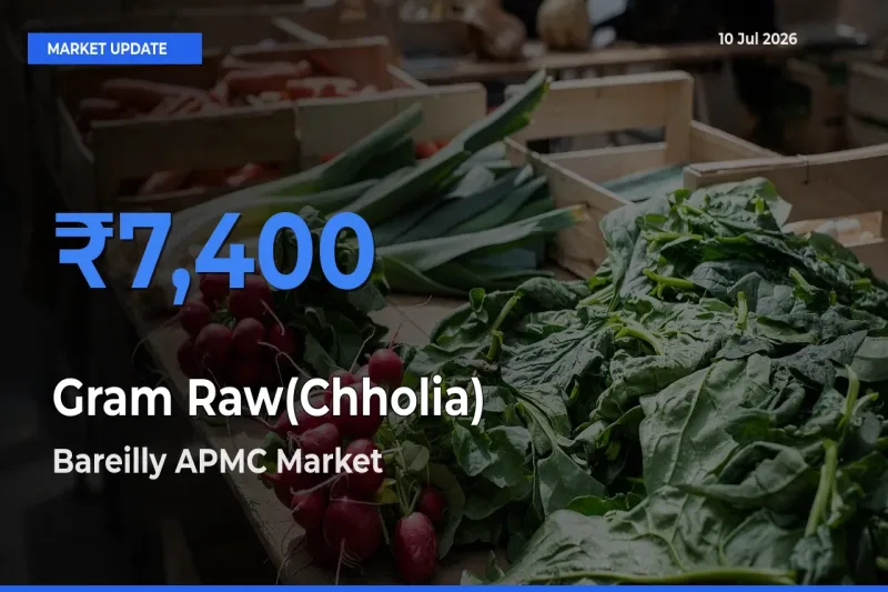 Top Performer! Bareilly APMC Offers Best Gram Raw(Chholia) Price Today
