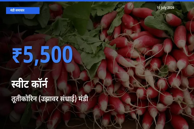 आज स्वीट कॉर्न के सबसे ऊँचे दाम ₹5,500 तूतीकोरिन (उझावर संधाई) मंडी में