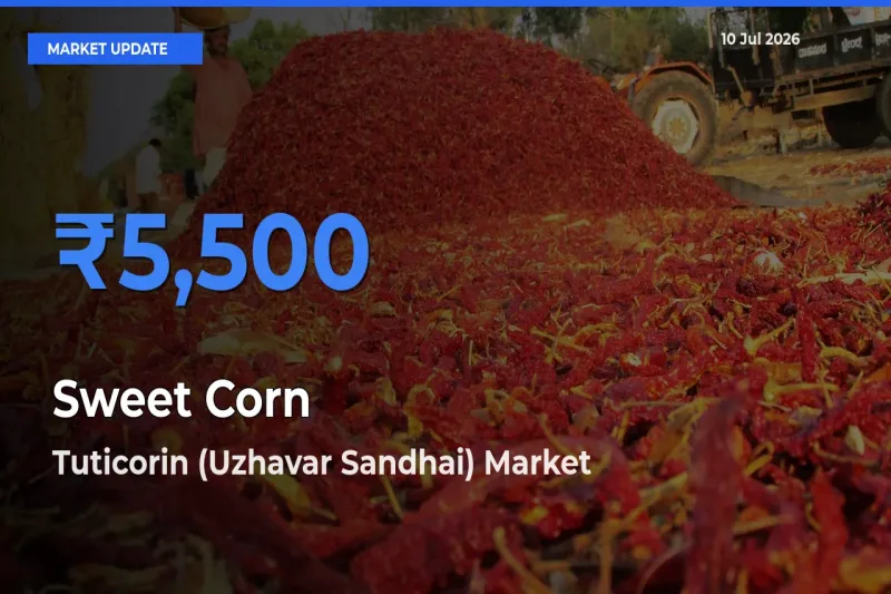 Farmers Prefer Tuticorin (Uzhavar Sandhai) as Sweet Corn Hits Highest Rate
