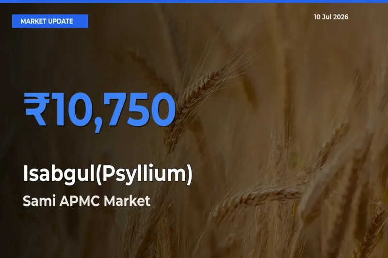 Farmers Prefer Sami APMC as Isabgul(Psyllium) Hits Highest Rate