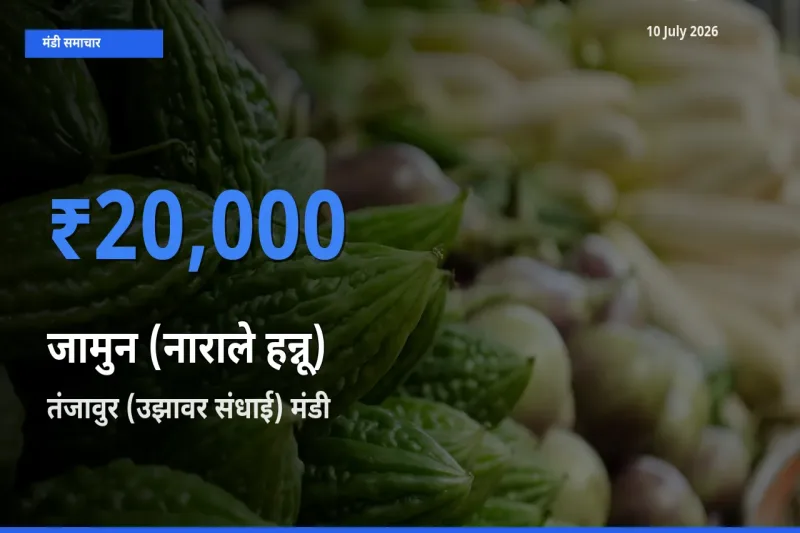 आज का मंडी भाव: जामुन (नाराले हन्नू) के सबसे ज़्यादा दाम तंजावुर (उझावर संधाई) में