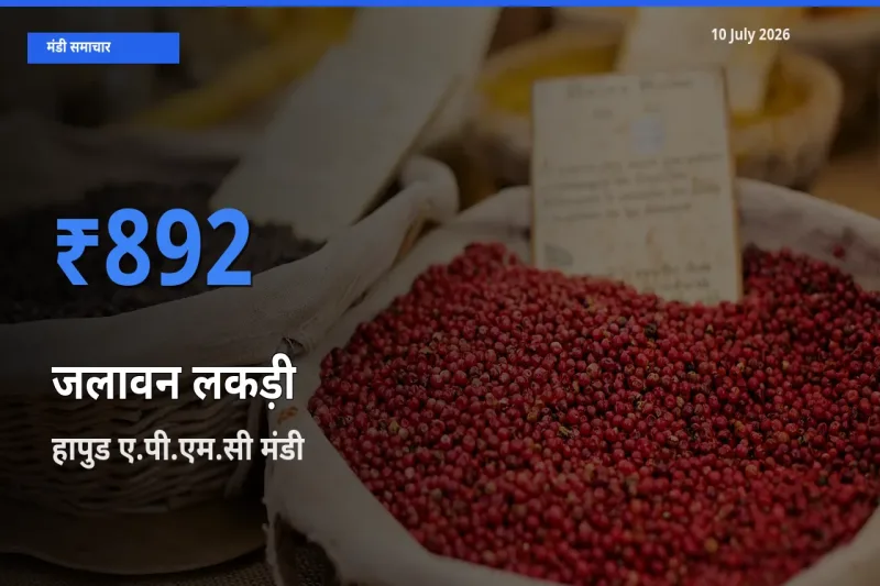 हापुड ए.पी.एम.सी मंडी में जलावन लकड़ी ₹892 पर पहुँचा – आज का सर्वोच्च भाव