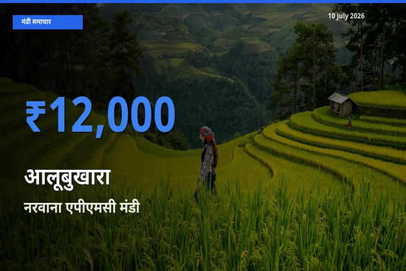आज का मंडी भाव: आलूबुखारा के सबसे ज़्यादा दाम नरवाना एपीएमसी में