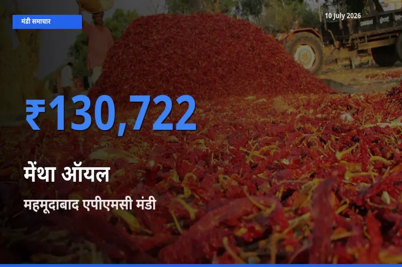 10 July अपडेट: मेंथा ऑयल के सबसे ऊँचे दाम महमूदाबाद एपीएमसी मंडी में