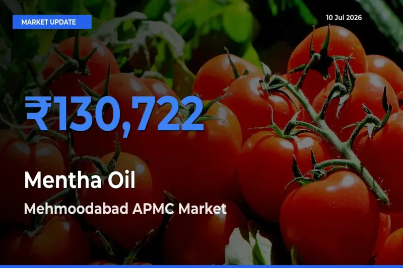 Mehmoodabad APMC Tops Mentha Oil Mandi Rates Today