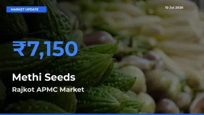 Top Performer! Rajkot APMC Offers Best Methi Seeds Price Today