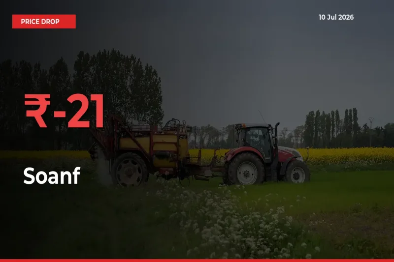 Farmers Alert as Soanf Prices Slide 20.92% in Local Mandis