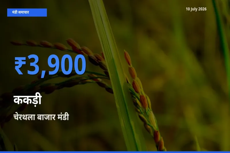चेरथला बाजार मंडी में आज ककड़ी के सबसे ऊँचे दाम दर्ज