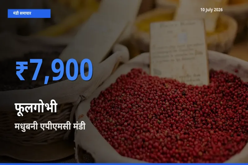 आज फूलगोभी के सबसे ज़्यादा दाम मधुबनी एपीएमसी मंडी में दर्ज