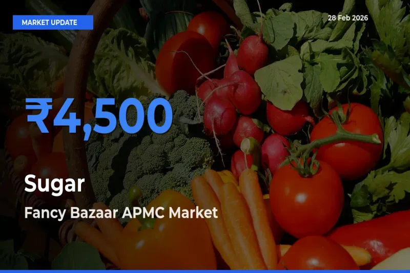 Fancy Bazaar APMC Offers ₹4,500 – Highest Sugar Rate Today