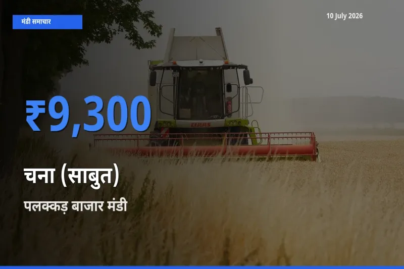 पलक्कड़ बाजार मंडी में आज चना (साबुत) के सबसे ऊँचे दाम दर्ज