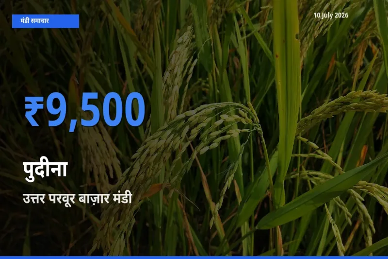टॉप मंडी बना उत्तर परवूर बाज़ार! पुदीना के सबसे ऊँचे दाम यहीं दर्ज