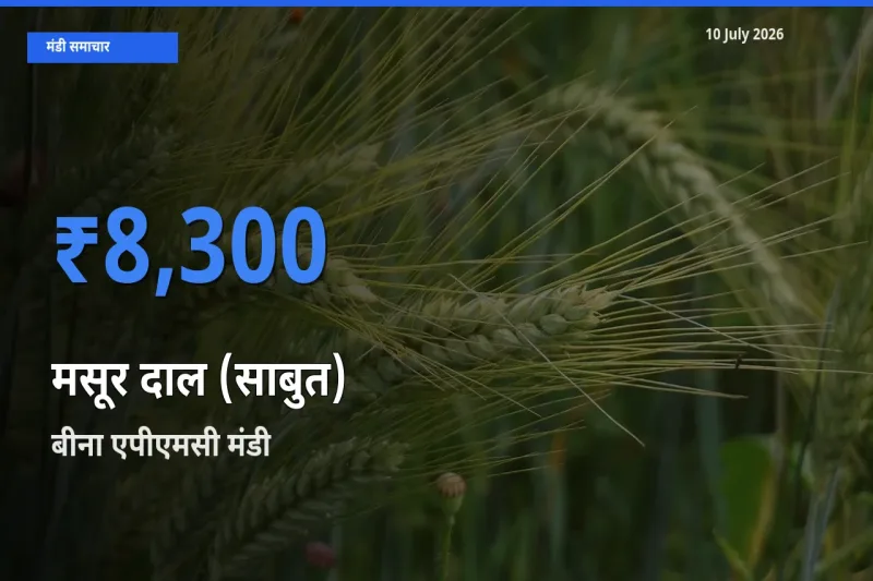 बीना एपीएमसी मंडी में मसूर दाल (साबुत) ₹8,300 पर पहुँचा – आज का सर्वोच्च भाव