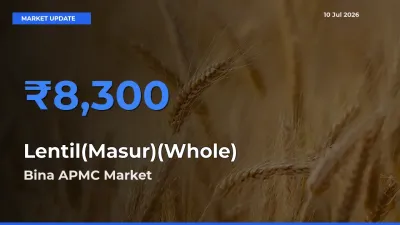 Bina APMC Tops Lentil(Masur)(Whole) Mandi Rates Today