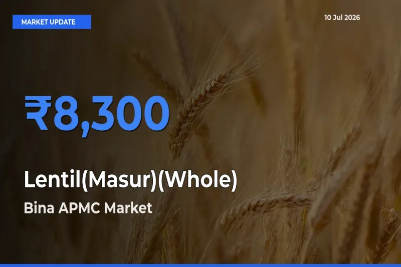 Bina APMC Tops Lentil(Masur)(Whole) Mandi Rates Today