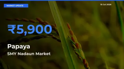 SMY Nadaun Tops Papaya Mandi Rates Today