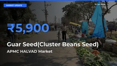 APMC HALVAD Emerges as Top Mandi for Guar Seed(Cluster Beans Seed) Prices Today