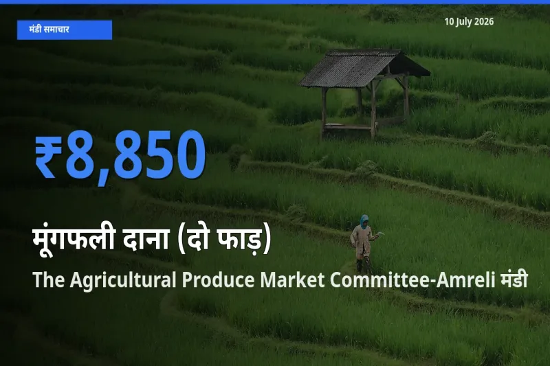 10 July अपडेट: मूंगफली दाना (दो फाड़) के सबसे ऊँचे दाम The Agricultural Produce Market Committee-Amreli मंडी में