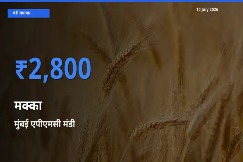 बाज़ार संकेत: मुंबई एपीएमसी बना मक्का के लिए आज की टॉप मंडी
