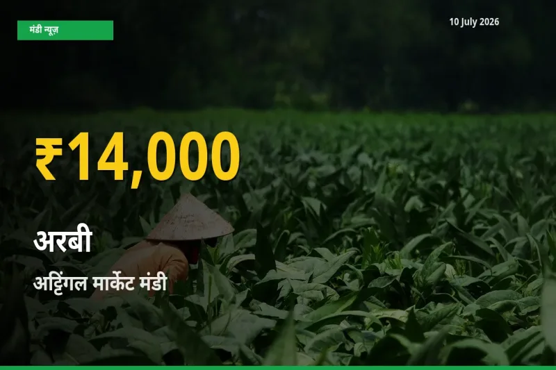 आज अट्टिंगल मार्केट में अरबी के दाम रिकॉर्ड स्तर पर, ताज़ा मंडी भाव जानें