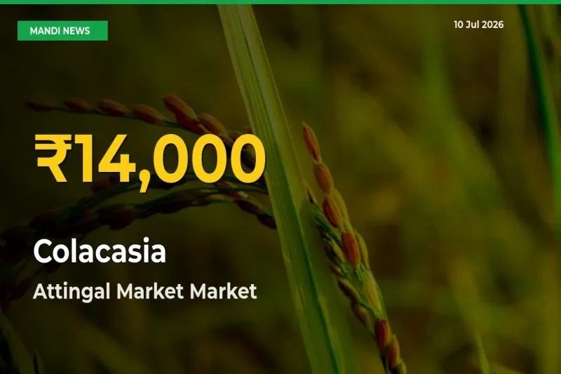 Farmers Benefit as Colacasia Rate Touches New High in Attingal Market