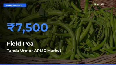 Top Performer! Tanda Urmur APMC Offers Best Field Pea Price Today