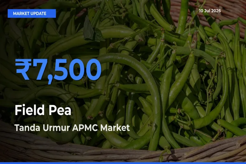 Top Performer! Tanda Urmur APMC Offers Best Field Pea Price Today