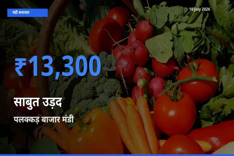 10 July अपडेट: साबुत उड़द के सबसे ऊँचे दाम पलक्कड़ बाजार मंडी में