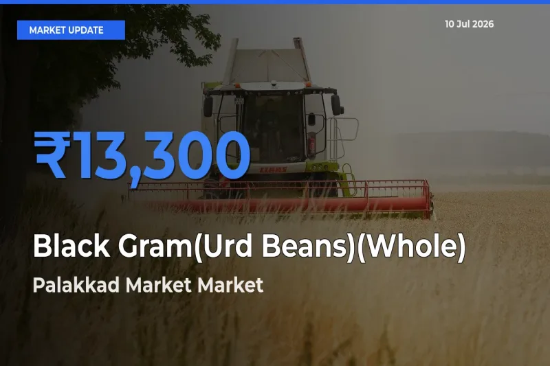 Palakkad Market Tops Black Gram(Urd Beans)(Whole) Mandi Rates Today