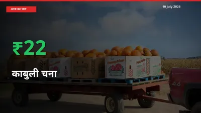 तेज़ तेजी! मंडी में काबुली चना के दाम 22.34% चढ़े