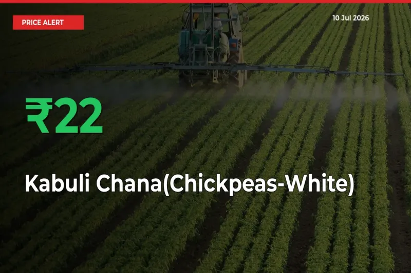 This Mandi Records 22.34% Jump in Kabuli Chana(Chickpeas-White) Prices