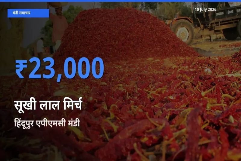 आज सूखी लाल मिर्च के सबसे ज़्यादा दाम हिंदूपुर एपीएमसी मंडी में दर्ज