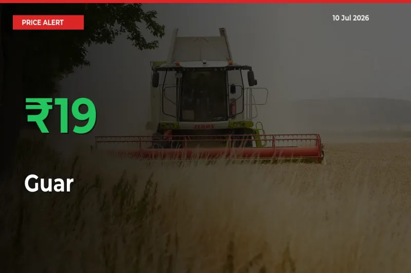 Guar Prices Rise 18.93% in a Day at Major Mandis