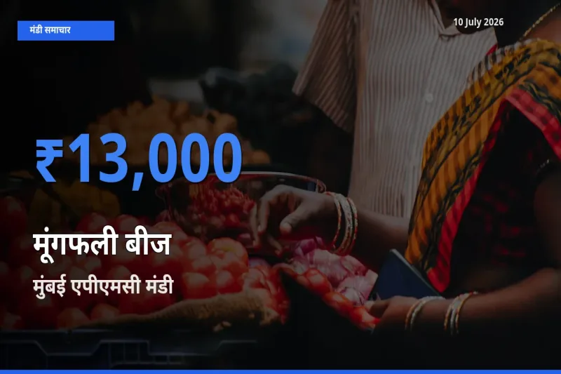 मुंबई एपीएमसी मंडी में मूंगफली बीज ₹13,000 पर पहुँचा – आज का सर्वोच्च भाव