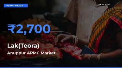 Lak(Teora) Mandi Rate Today: Anuppur APMC Tops the List