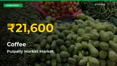 Coffee Price Rally Continues – Pulpally Market Hits Fresh High Today