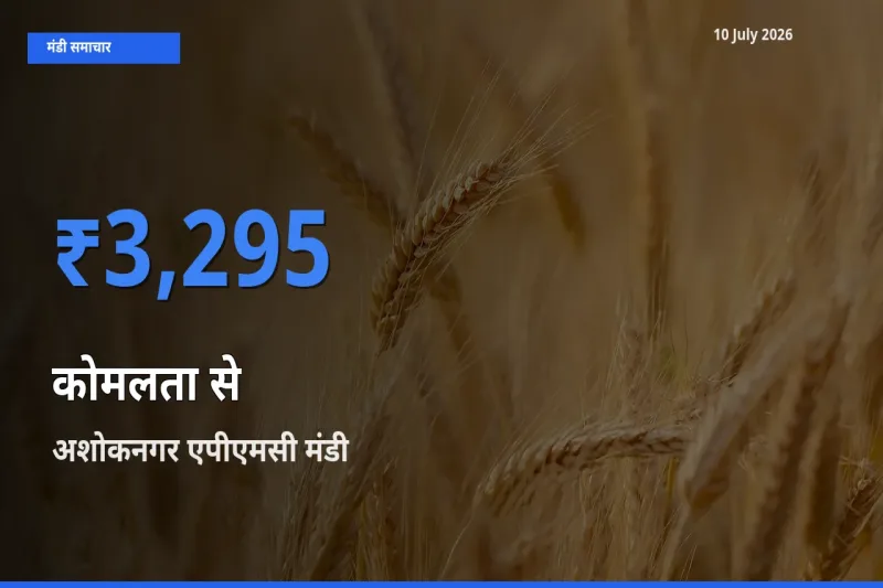 टॉप मंडी बना अशोकनगर एपीएमसी! कोमलता से के सबसे ऊँचे दाम यहीं दर्ज