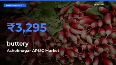 Ashoknagar APMC Offers ₹3,295 – Highest buttery Rate Today