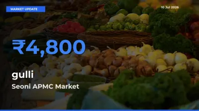Seoni APMC Tops gulli Rates – July 10 Market Update