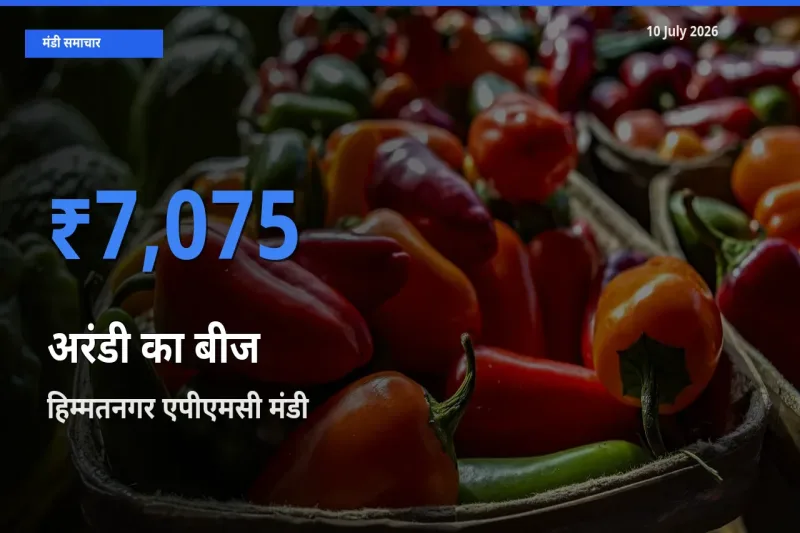 हिम्मतनगर एपीएमसी में अरंडी का बीज का आज सबसे ऊँचा भाव