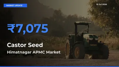 Himatnagar APMC Tops Castor Seed Rates – July 10 Market Update