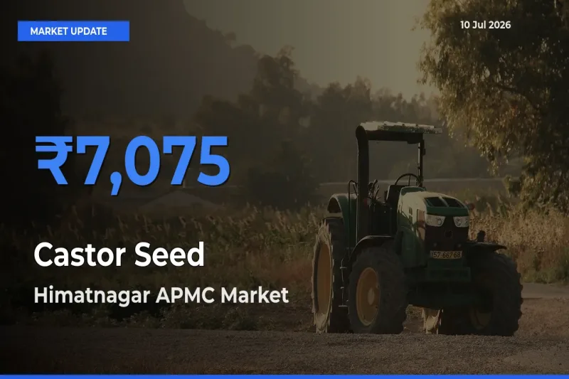 Himatnagar APMC Tops Castor Seed Rates – July 10 Market Update