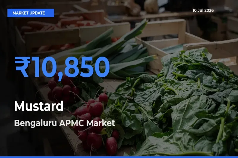 Bengaluru APMC Emerges as Top Mandi for Mustard Prices Today