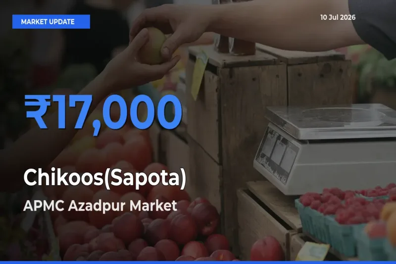 APMC Azadpur Emerges as Top Mandi for Chikoos(Sapota) Prices Today