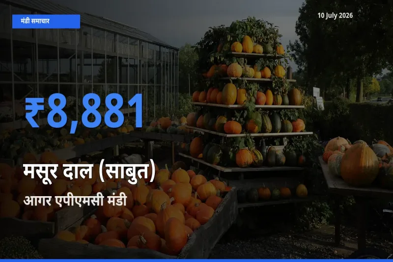 आगर एपीएमसी मंडी में मसूर दाल (साबुत) ₹8,881 पर पहुँचा – आज का सर्वोच्च भाव
