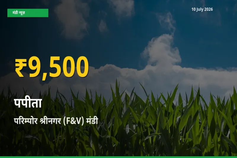 पपीता के दामों में रिकॉर्ड तेज़ी, परिम्पोर श्रीनगर (F&V)