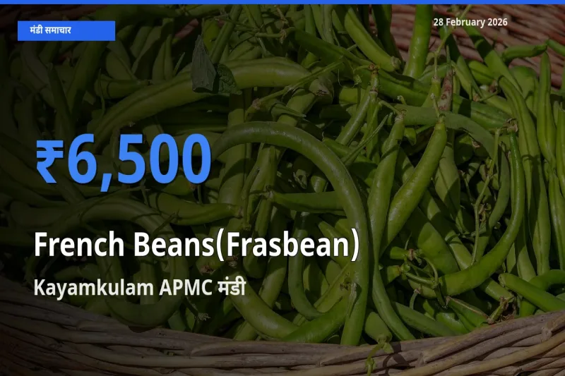 Kayamkulam APMC मंडी में आज French Beans(Frasbean) के सबसे ऊँचे दाम दर्ज