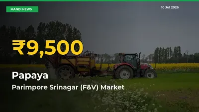 Papaya Prices Soar to Record High in Parimpore Srinagar (F&V) – Farmers Alert Today